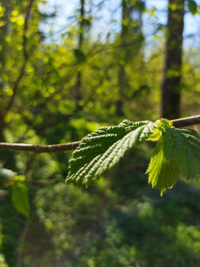 Будинок відпочинку Przy Lesie Біловежа